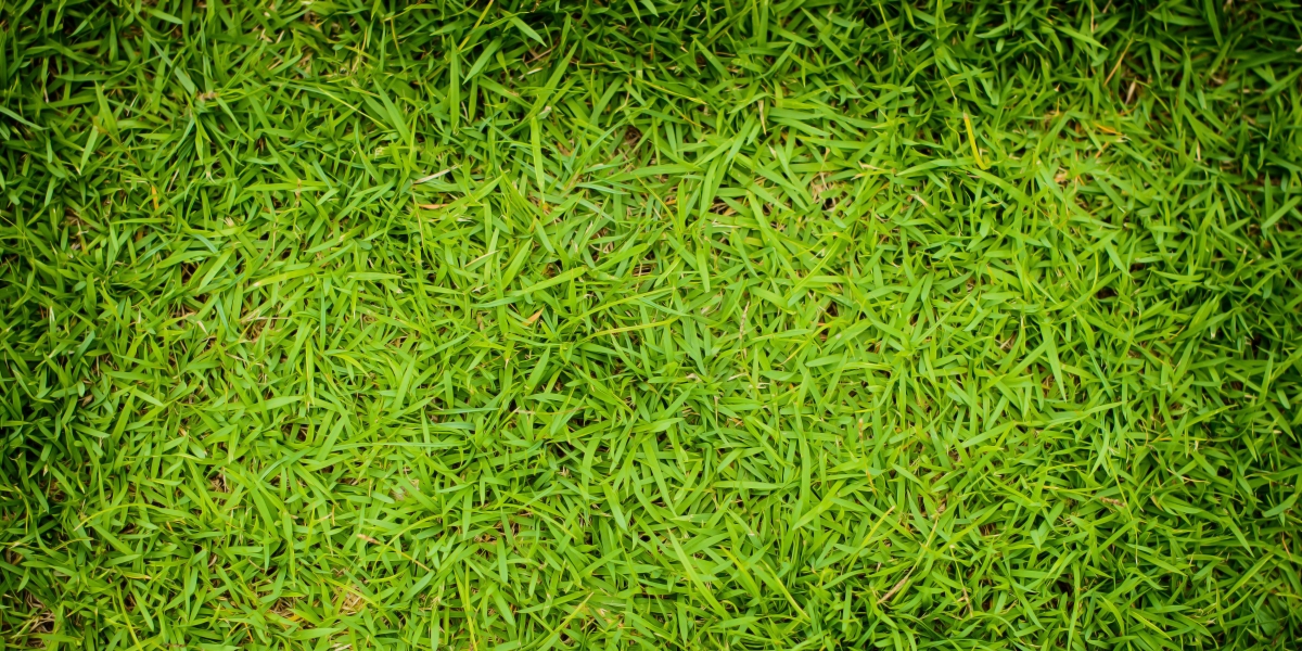 绿色草坪高清图片