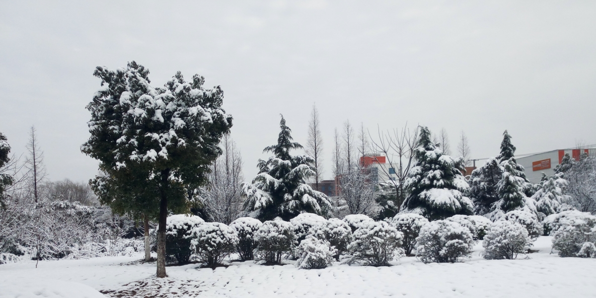 雪景