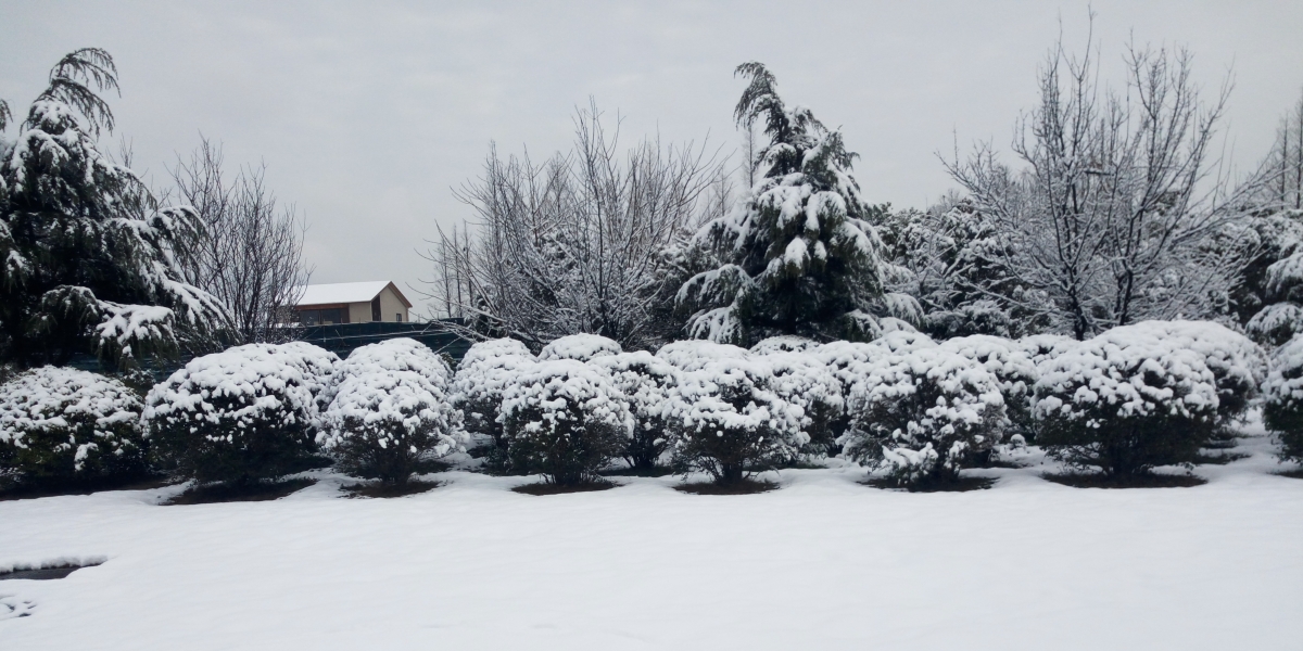 雪景