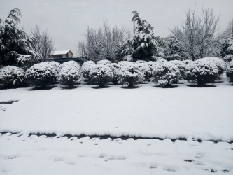 雪景