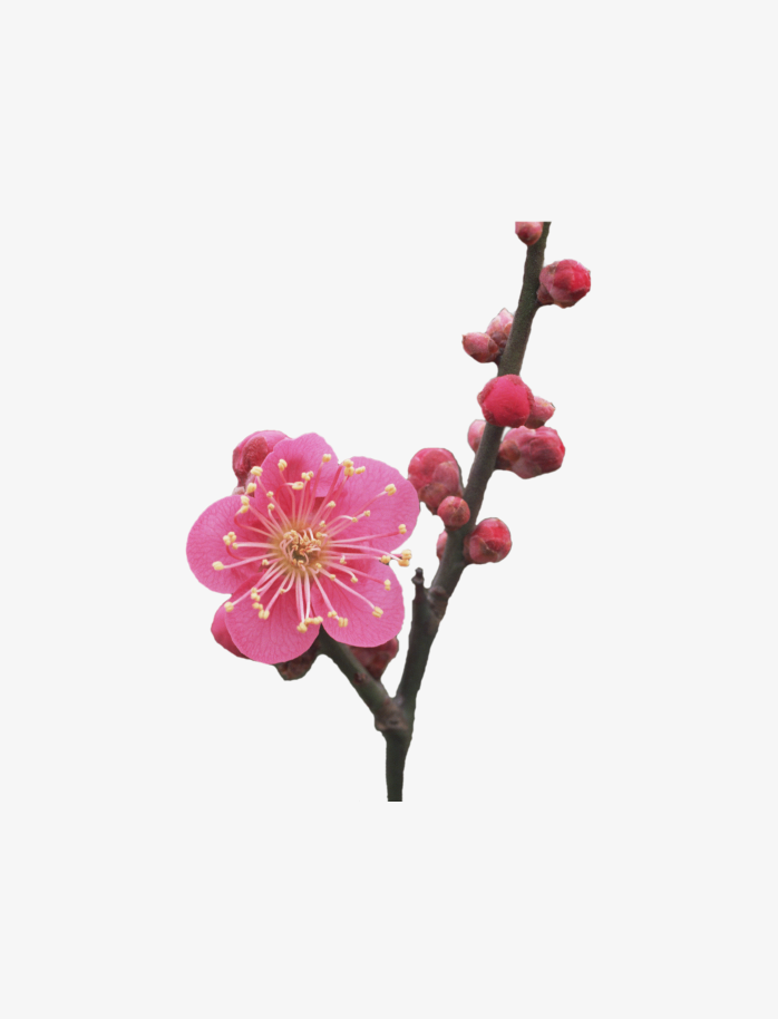 鲜花免扣素材