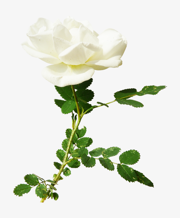 背景透明免扣单枝白玫瑰花png图片