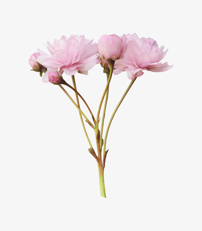 背景透明粉色牡丹花png免抠图片