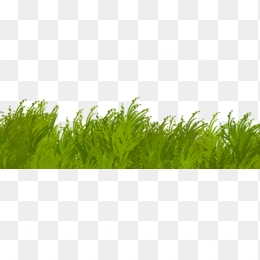 绿草草坪草皮植物花卉png图片素材