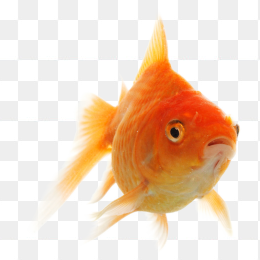 金鱼的免抠图png透明背景图片
