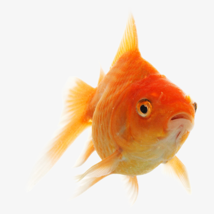 金鱼的免抠图png透明背景图片