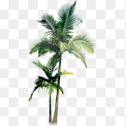棕榈树PNG免扣素材