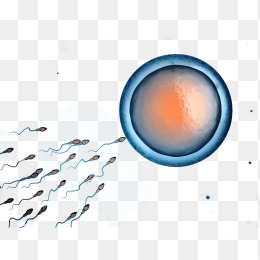 卡通精子受精