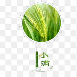 小满节气