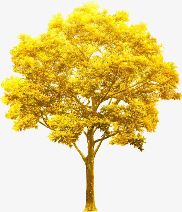 金树