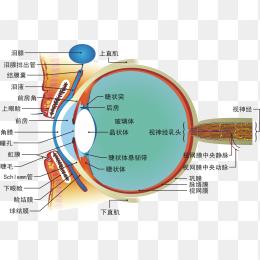 眼睛知识