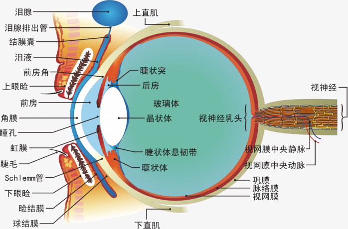 眼睛知识