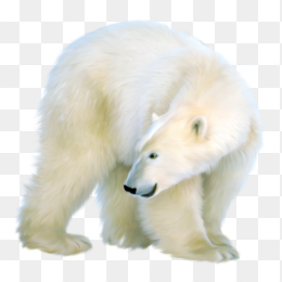 南极熊