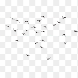 一群海鸥