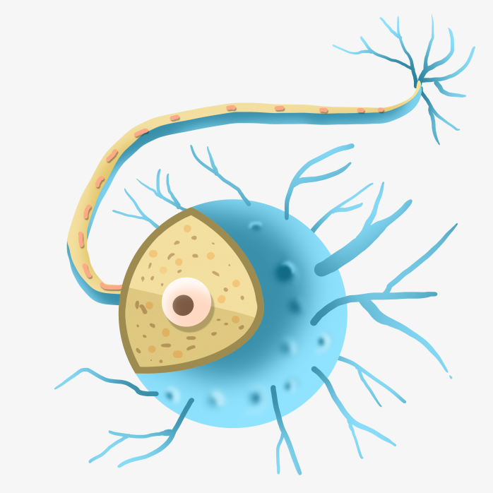 神经元，人类，细胞，神经
