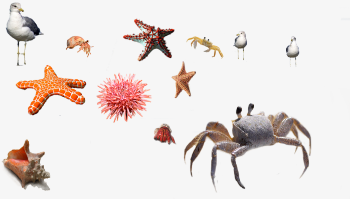 海底动物合集