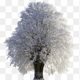 冬天大树