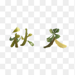 秋天树叶字体