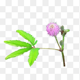 含羞草花