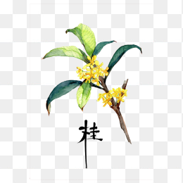 桂花素材