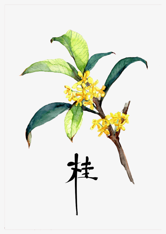 桂花素材