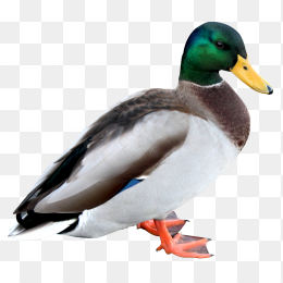 duck