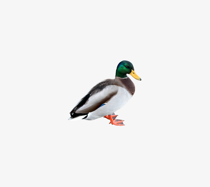 duck