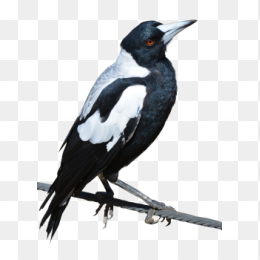 magpie bird