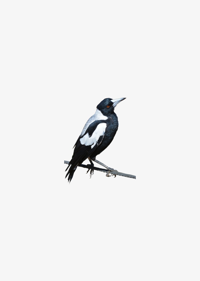 magpie bird