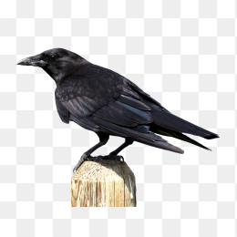 crow