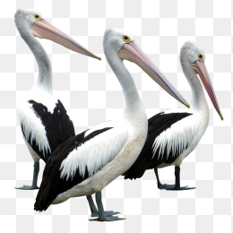 pelicans