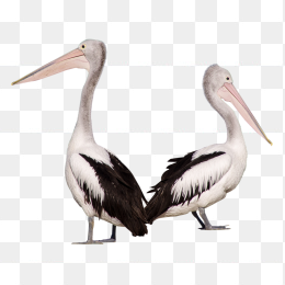 pelican