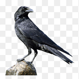 crow