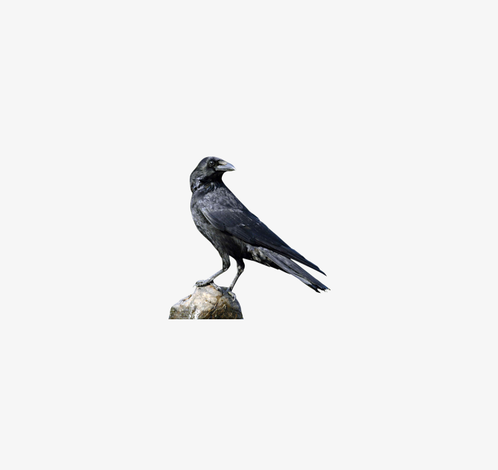 crow