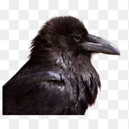 crow