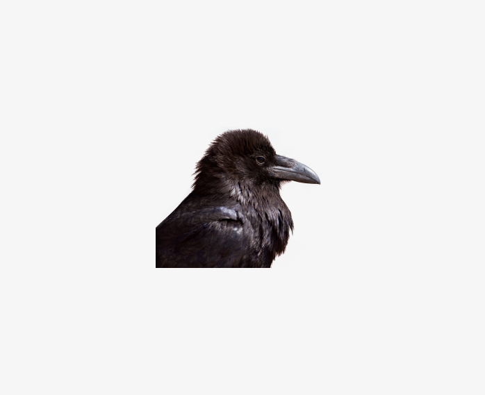 crow