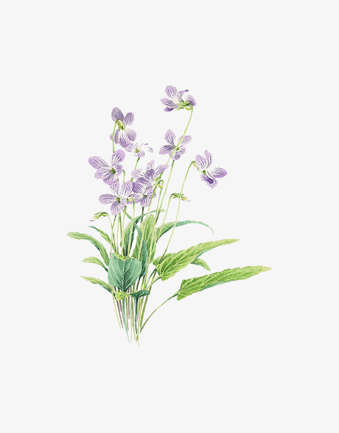 紫色小碎花