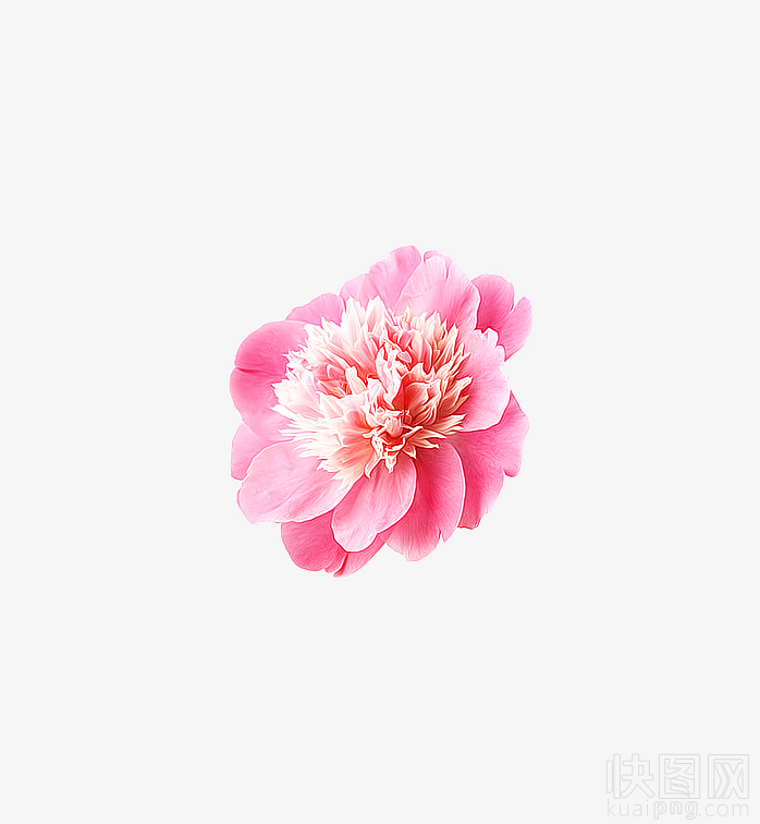 樱花花瓣